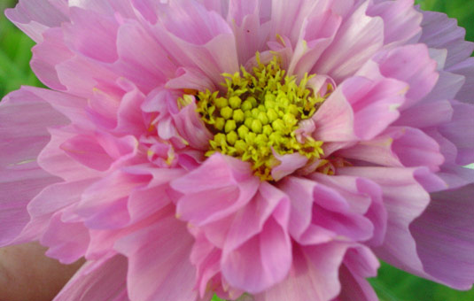 Cosmos