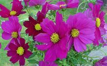 Cosmos - my favorite flower