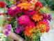 Minnesota grown flower garden bouquet of colorful zinnias